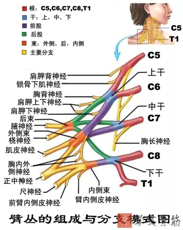 皮支分佈於臂外側上份皮膚胸背神經:與同名血管伴行,支配背闊肌肩胛下