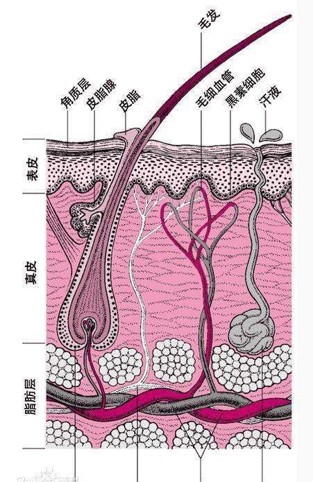 皮肤吸收的原理您清楚吗?