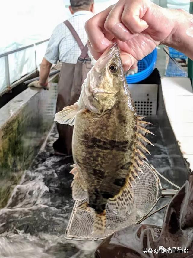 桂花魚文/圖 何氏水產,水產前沿 李靜