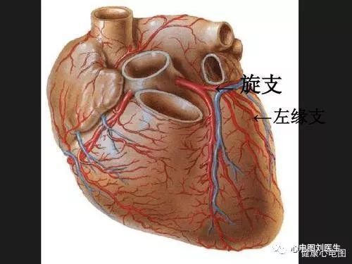 心臟解剖:左冠狀動脈的組成及其分支