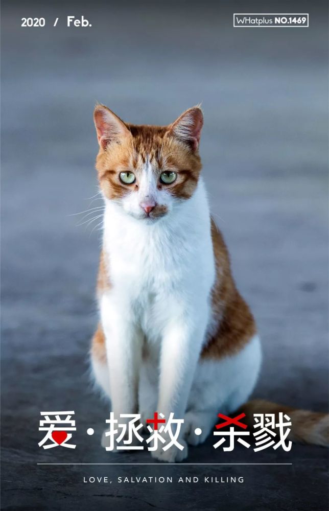 肺炎阴影下的宠物 爱 拯救与杀戮 腾讯新闻