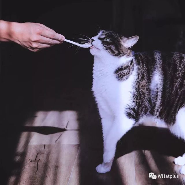 肺炎阴影下的宠物 爱 拯救与杀戮 铲屎官 小奶狗 老猫