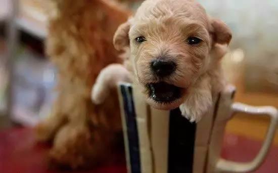 你知道茶杯犬的痛苦吗?可爱的背后,却十分残忍,网友:无良商家可耻