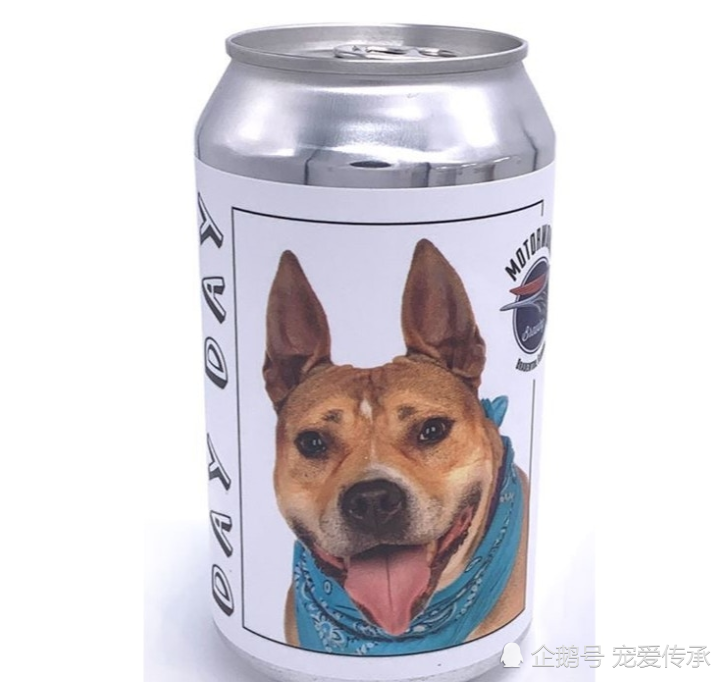 爱犬走失3年后 主人在啤酒罐上 看到爱犬头像 奇迹般的团聚 腾讯新闻