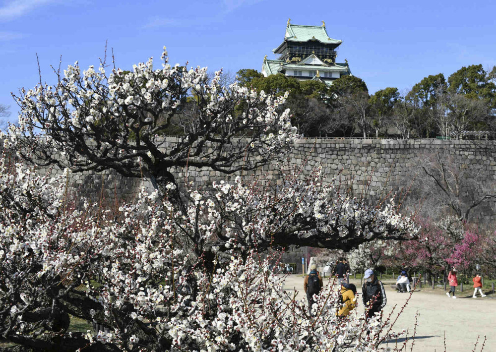 日本大阪城公园梅花盛放吸引游人驻足观赏 腾讯新闻