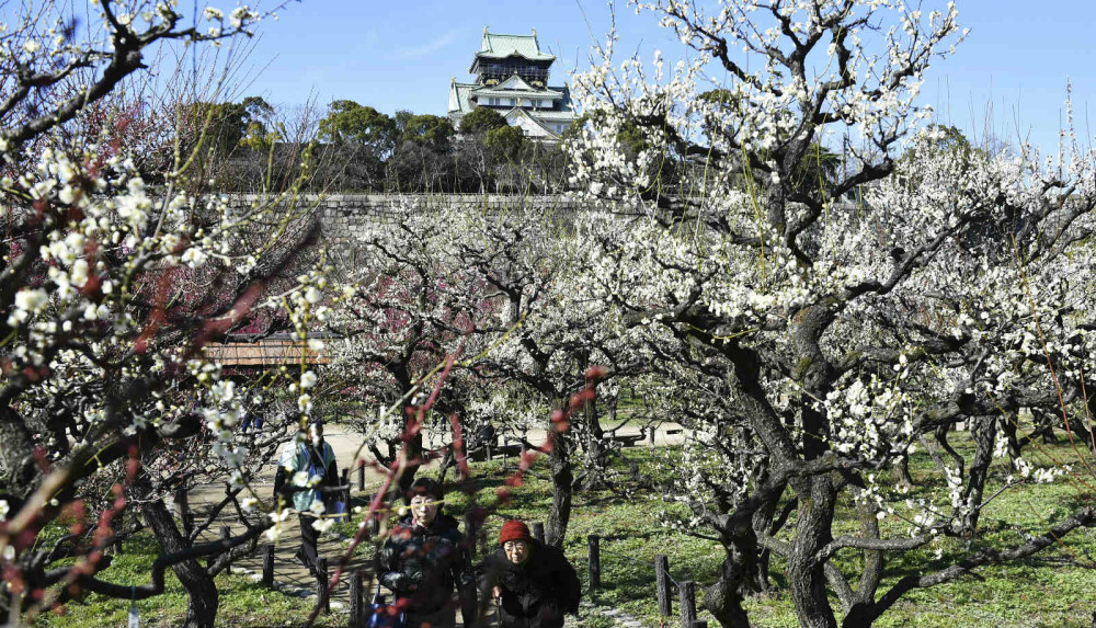 日本大阪城公园梅花盛放吸引游人驻足观赏 腾讯新闻