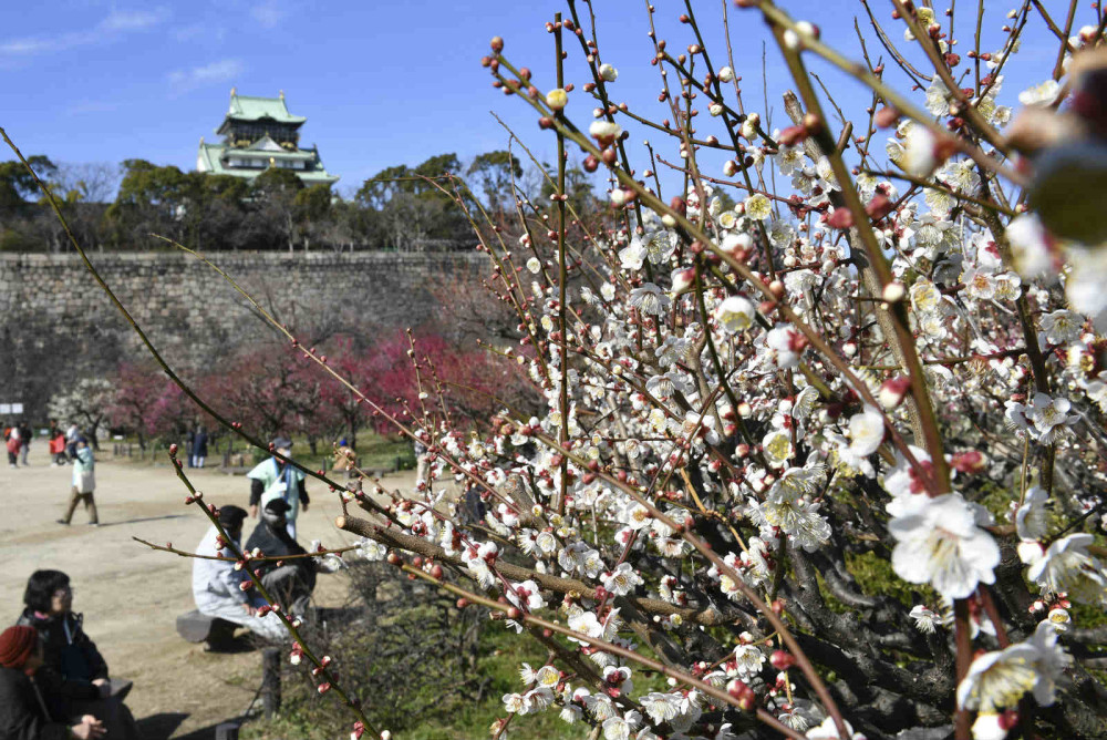 日本大阪城公园梅花盛放吸引游人驻足观赏 腾讯新闻