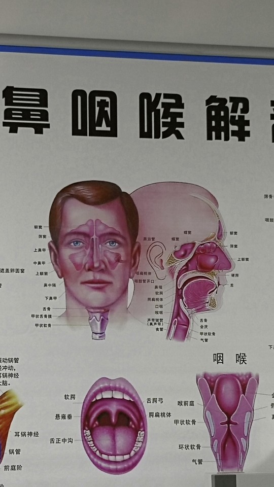 慢性鼻窦炎的治疗体会