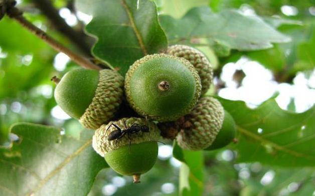 过年吃的小坚果山上可有一大片随便捡捡就是一大包