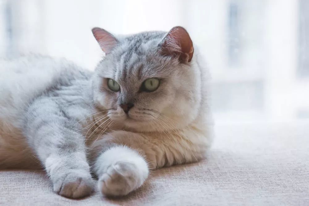 涨知识 为什么猫咪的鼻子一直是湿的 猫咪鼻子干燥是生病了吗 腾讯新闻