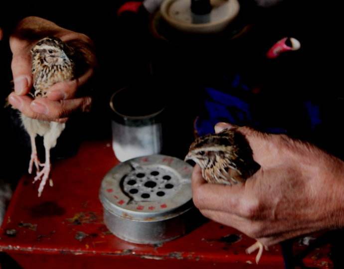 过去农村老人都爱"把鹌鹑",啥是"把鹌鹑"呢,看完明白了
