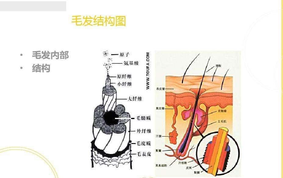 您想要毛髮美,但您清楚毛髮的結構,成分,性能,生理和功能嗎?_騰訊新聞