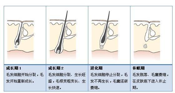 您想要毛发美 但您清楚毛发的结构 成分 性能 生理和功能吗 腾讯新闻