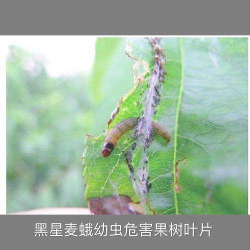 春季到来樱桃生长期要小心黑星麦蛾的侵害提前预防才能保丰产