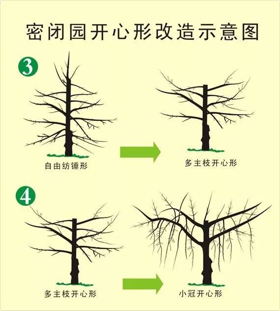 苹果树主干形和小冠开心形改造技术