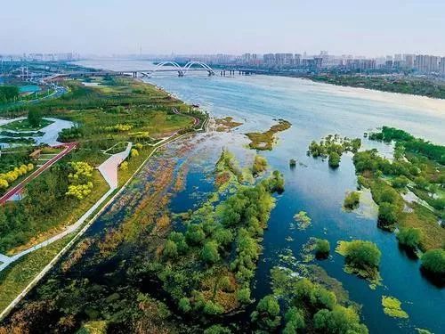 柳琴春到沂河阳光正明媚沂河柳枝翠