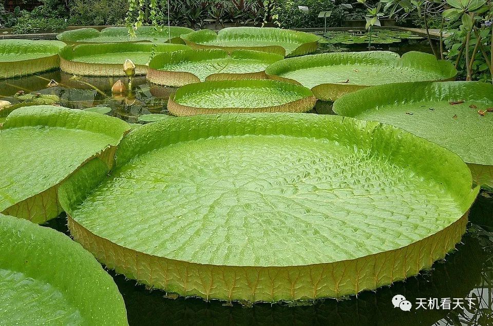大型睡莲的特征