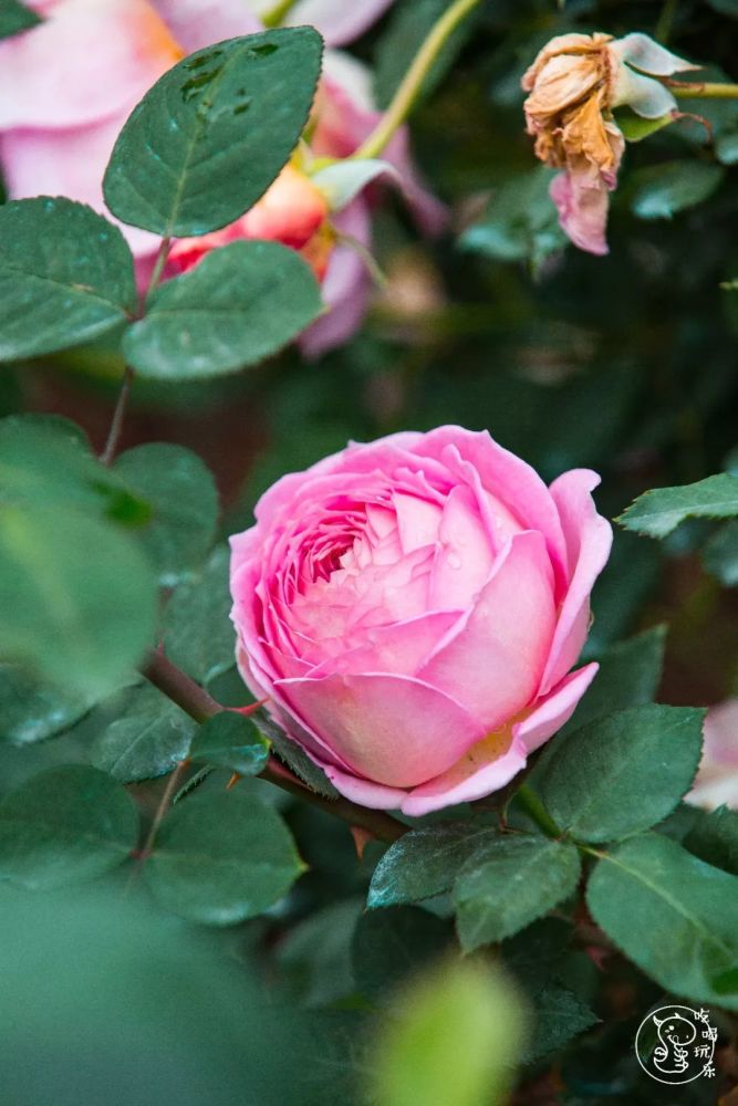 深圳人賞花,不出家門:月季花節,菊花節……太驚豔!