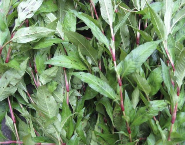 河边的"1种草",人称"辣蓼草",以往捕鱼会用它,有价值!