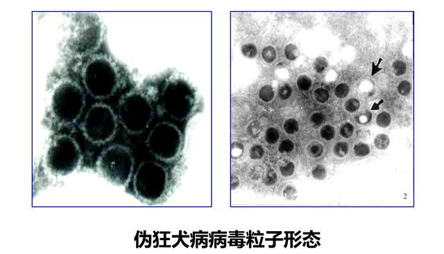 猪伪狂犬病是由伪狂犬病毒(疱疹病毒科α疱疹病毒亚科猪疱疹病毒i型)