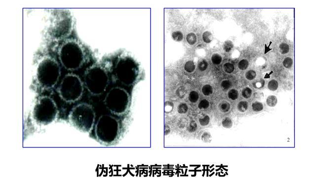 α皰疹病毒亞科豬皰疹病毒i型)引起的家畜和多種野生動物的急性傳染病