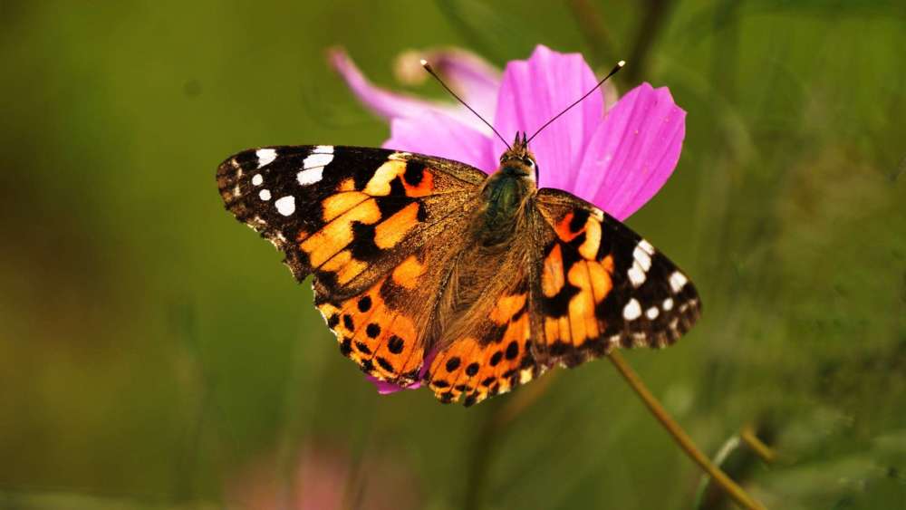 酒醉的花蝴蝶 怎么也飞不出 花花的世界 腾讯新闻