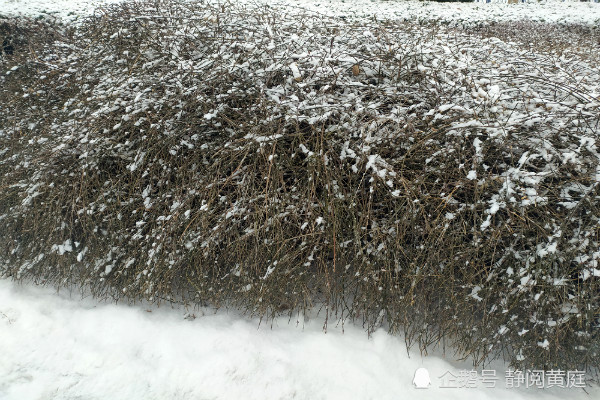 一首春雪诗 送给在窗前怅望的你 让我们卷起珠帘一起祝福远方 腾讯新闻