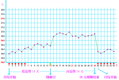 排卵后至下次月经来潮前这段黄体期内,体温升高约0