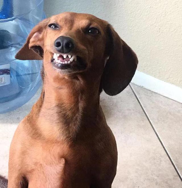狗露牙齿的表情包图片