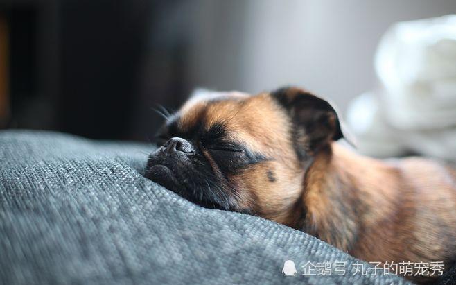 这4种食物 狗狗们都很喜欢吃 更重要的是营养丰富还便宜 腾讯新闻