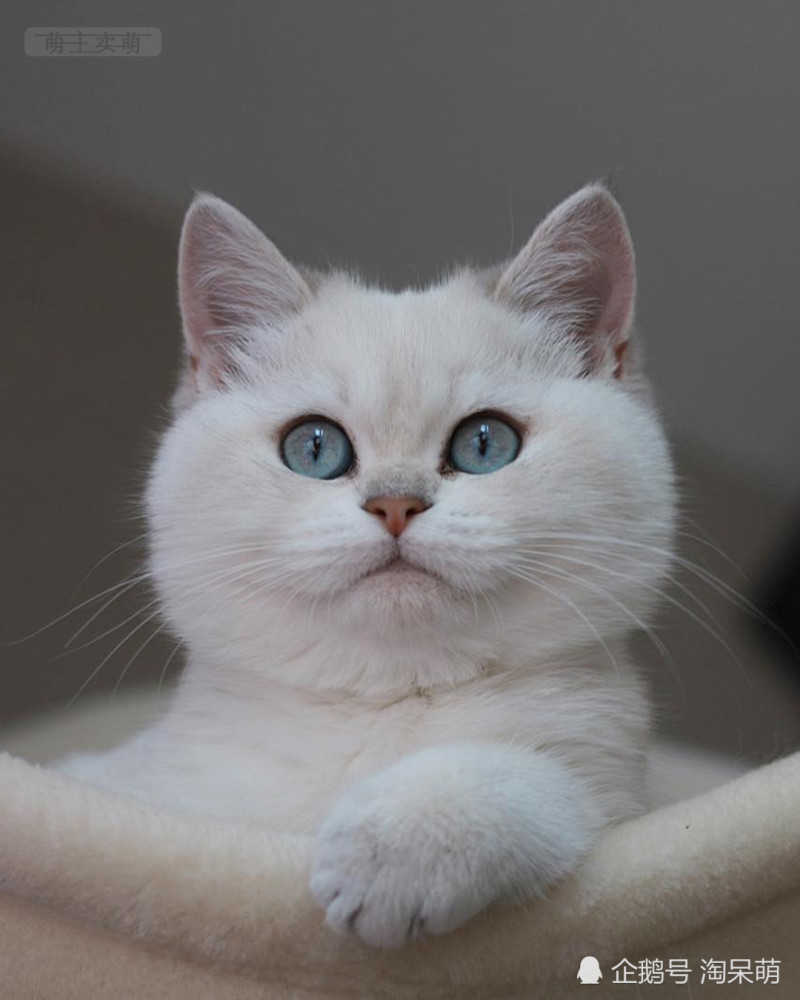 银渐层英国短毛猫也是非常非常漂亮可爱的