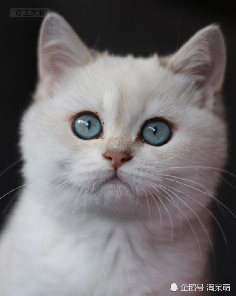 银渐层英国短毛猫也是非常非常漂亮可爱的