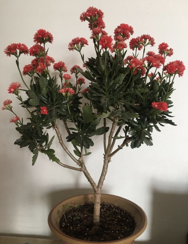 把老桩长寿花天竺葵 淘汰了 吧 开花少 容易倒伏 不如养新苗 长寿花 天竺葵 蟹爪兰