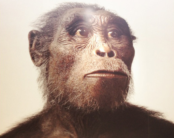 为何人类能站在食物链顶端科学家智商不是主要原因