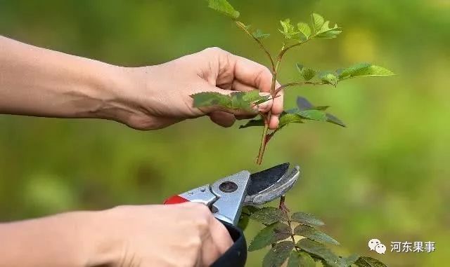 果樹修剪工具要不要消毒如何進行消毒