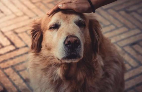 花粉 症 犬