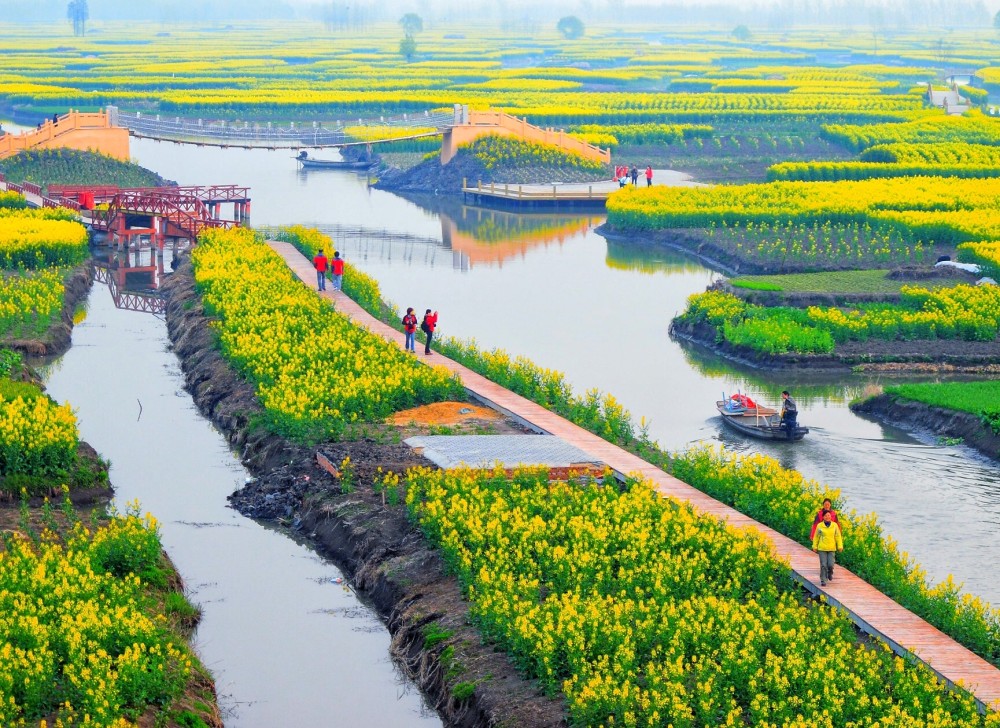 进入阳春三月，江西婺源的乡村油菜花和江苏兴化的千岛水上油菜花也将开始盛