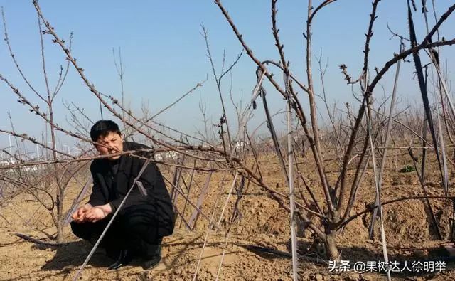 櫻桃樹修剪用好這幾招不僅樹形培養好還能結果早又好