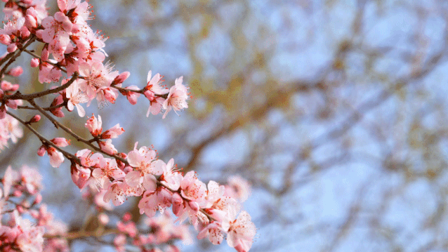 高杆樱花