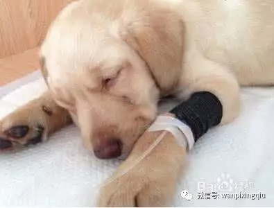 什么是犬瘟热 狗狗感染犬瘟热怎么办 腾讯新闻