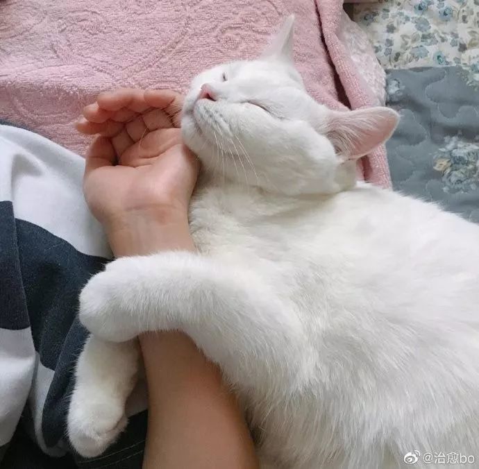 我也想要猫猫抱手!快来治愈一下吧!
