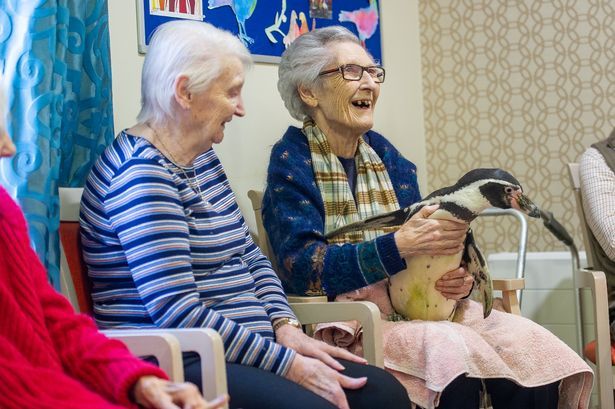 英國養老院為慶祝85歲老人生日,為其請來兩隻企鵝祝壽