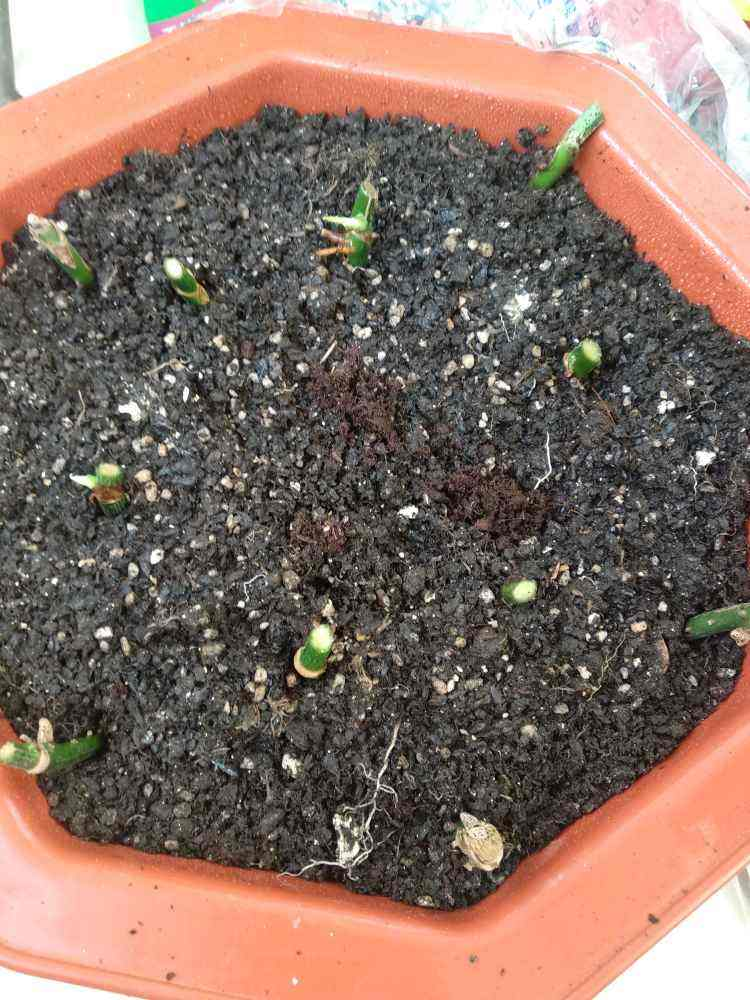 土里掺点它 俩月变成好花土 给花用连肥料都省了 腾讯新闻