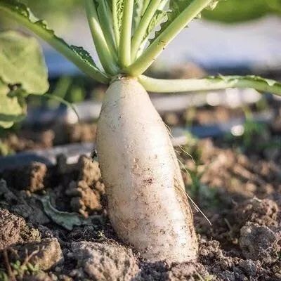 基地直供,全力支援,中国农友,团结一致,疫情无情,人间有情,望理解!