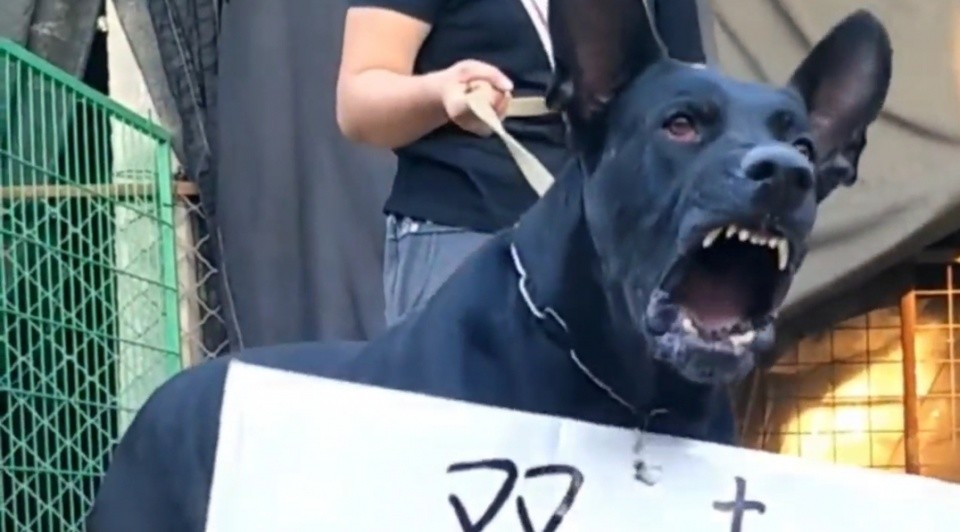 养一只纯种黑狼犬真的能辟邪招财吗 农村老者说出事实 腾讯新闻