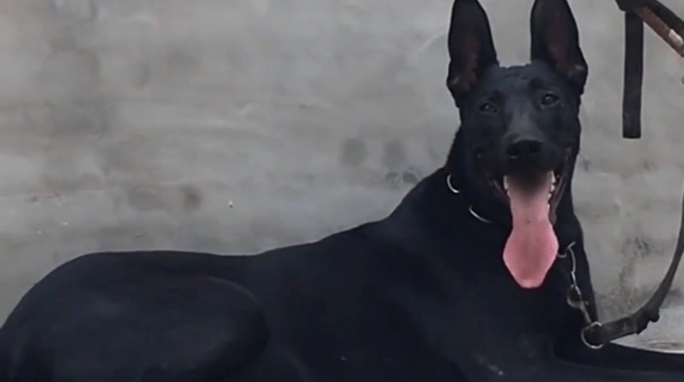 养一只纯种黑狼犬真的能辟邪招财吗 农村老者说出事实 腾讯新闻