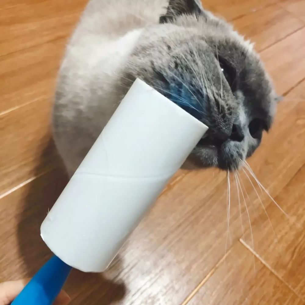 家有四猫 如何保持家里的干净与整洁 腾讯新闻