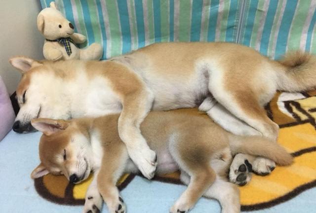 超甜美柴犬兄妹成新晋网红 看看国外柴犬怎么养的 腾讯新闻