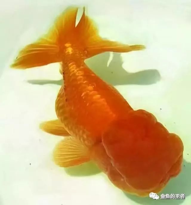 6种产自中国北方的金鱼 好几种被誉为国粹金鱼的王牌 腾讯新闻