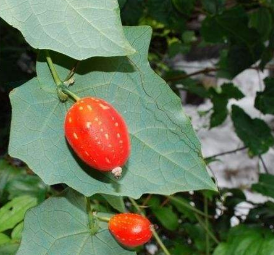 不过这并不能说天瓜就是一种单纯的野草,虽然不能直接被我们食用,但是